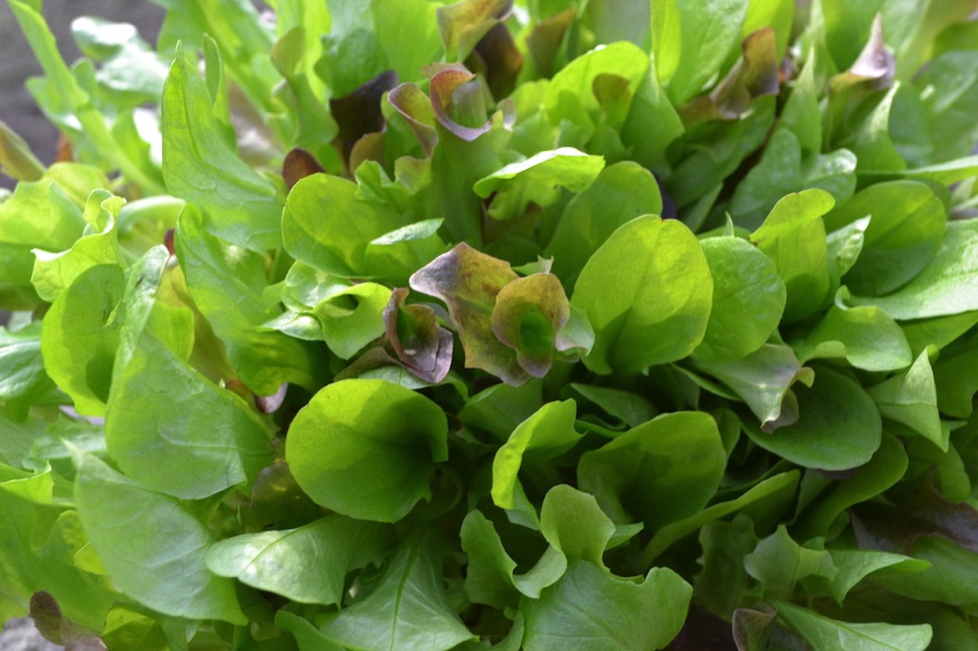 Salad leaves